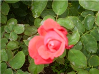 0dbf8655-Picture 612.jpg